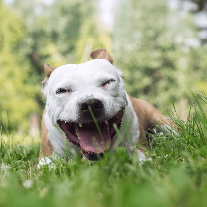 Smiling dog enjoying a playful moment in lush green grass with a joyful expression.