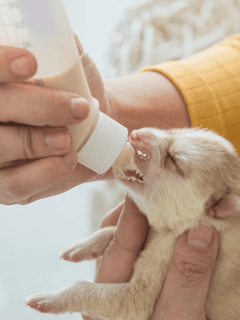 Puppy drinking milk from a bottle at home, cute and healthy, ensuring proper nourishment.