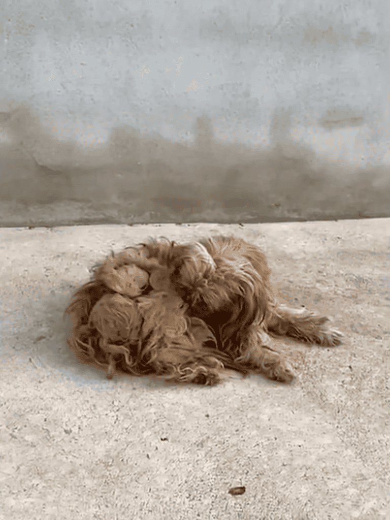 Adorable curly-haired puppy lying on concrete ground, showing playful behavior.