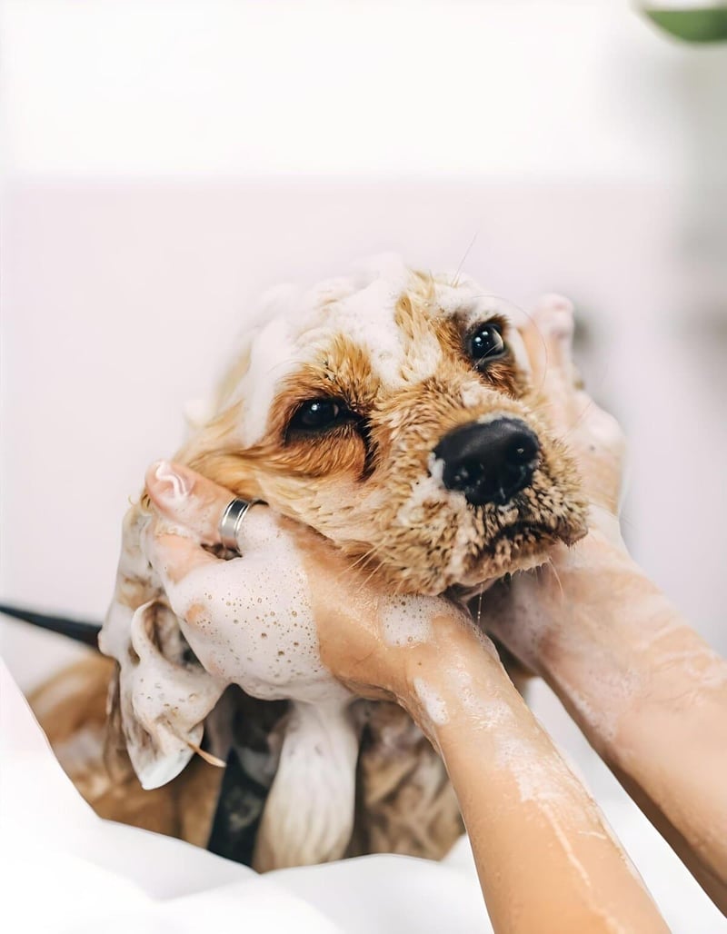 Dog being bathed and groomed at pet grooming service.