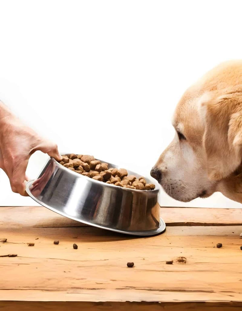 Dog meal feeding, nutritious pet food, dog nutrition, healthy dog diet, pet care.
