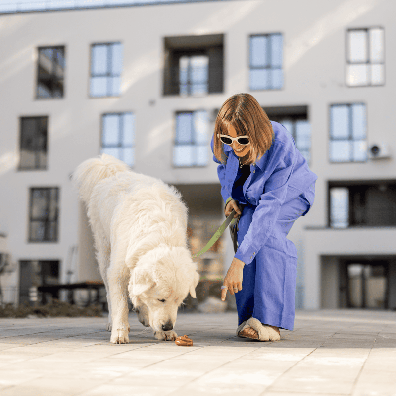 Woman playing with large white dog outside.