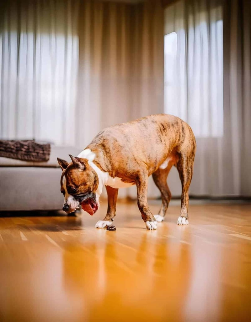 Dog eating treat indoors, happy pet having fun at home, dog care services, pet lifestyle.