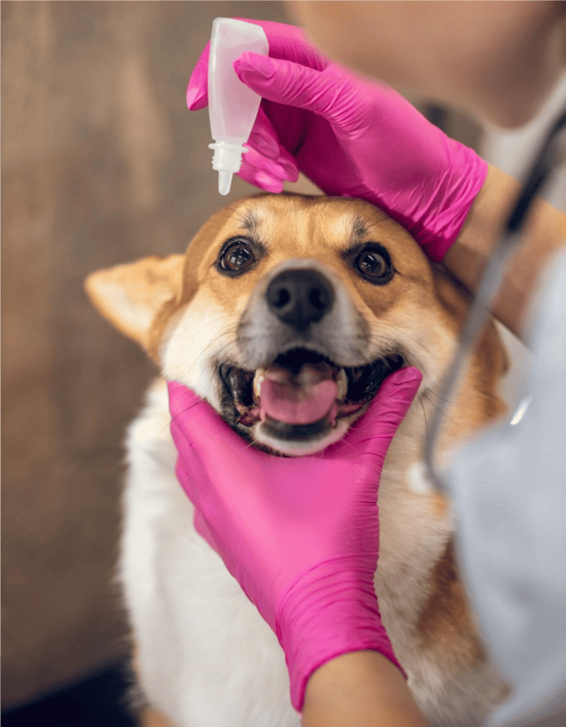 Dog receiving veterinary eye medication, checked by veterinarian with gloves.