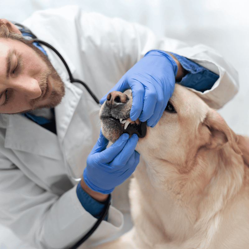 Vet examining a dog's teeth for dental health assessment.