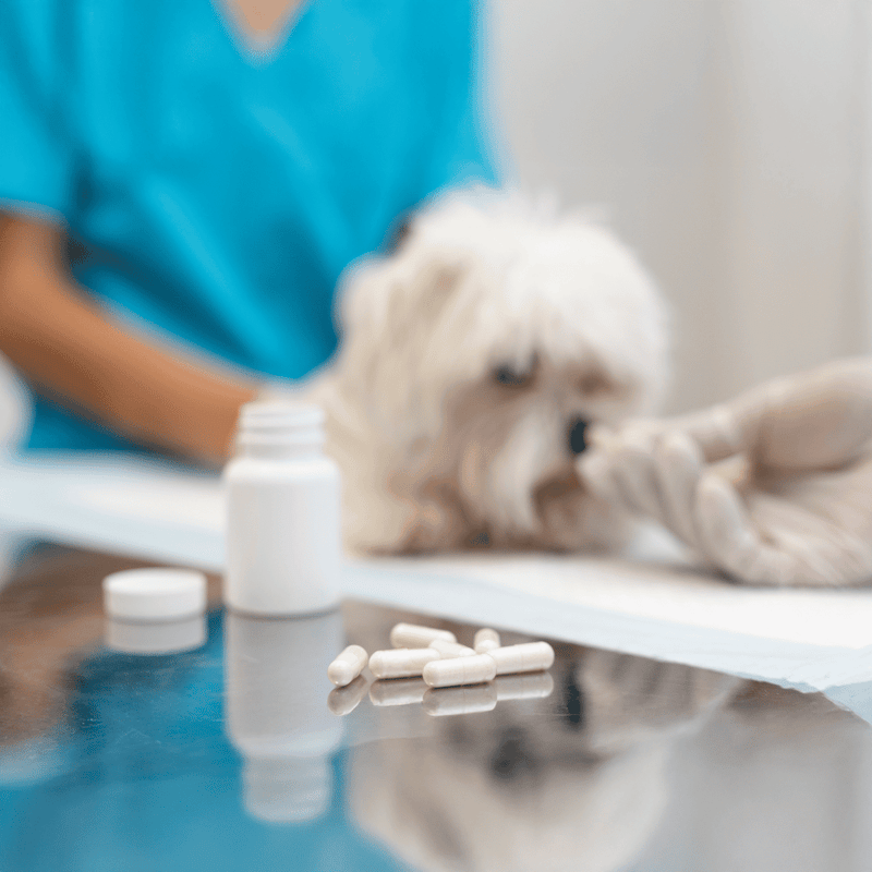 Detailed image of a veterinarian giving medication to a small, fluffy dog, emphasizing pet healthcare and medication services.