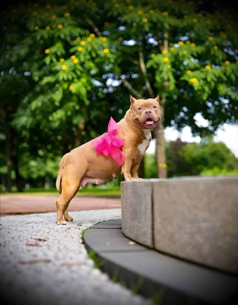 Adopt, train, or care for dogs with Dogfix.com resources.