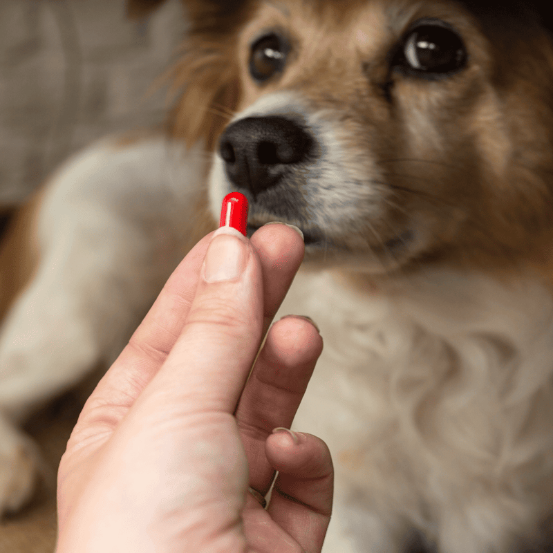 Close-up of person giving medication pill to an adorable dog with brown and white fur.