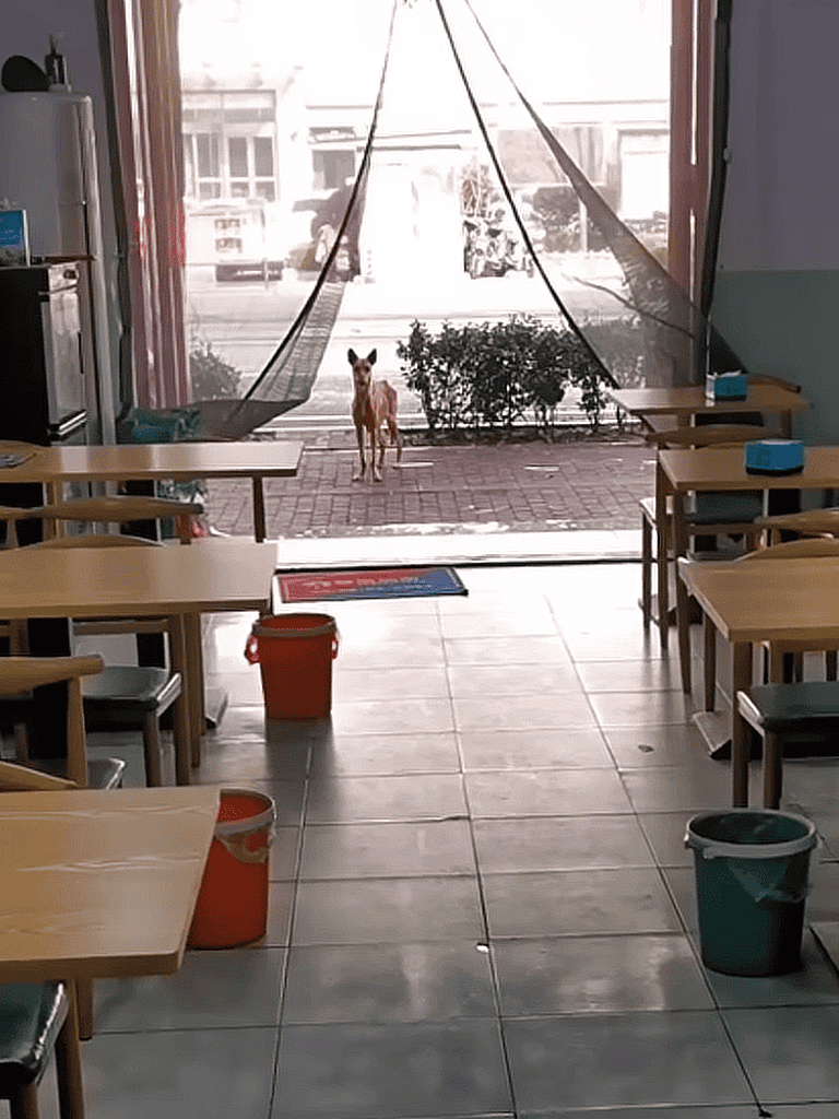 Dog waiting outside a pet-friendly restaurant or cafe, near bushes and outdoor seating area.