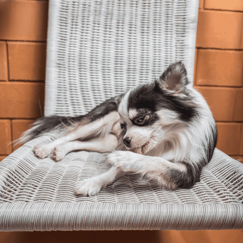 Cute dog relaxing on outdoor furniture, showcasing pet comfort and lifestyle.