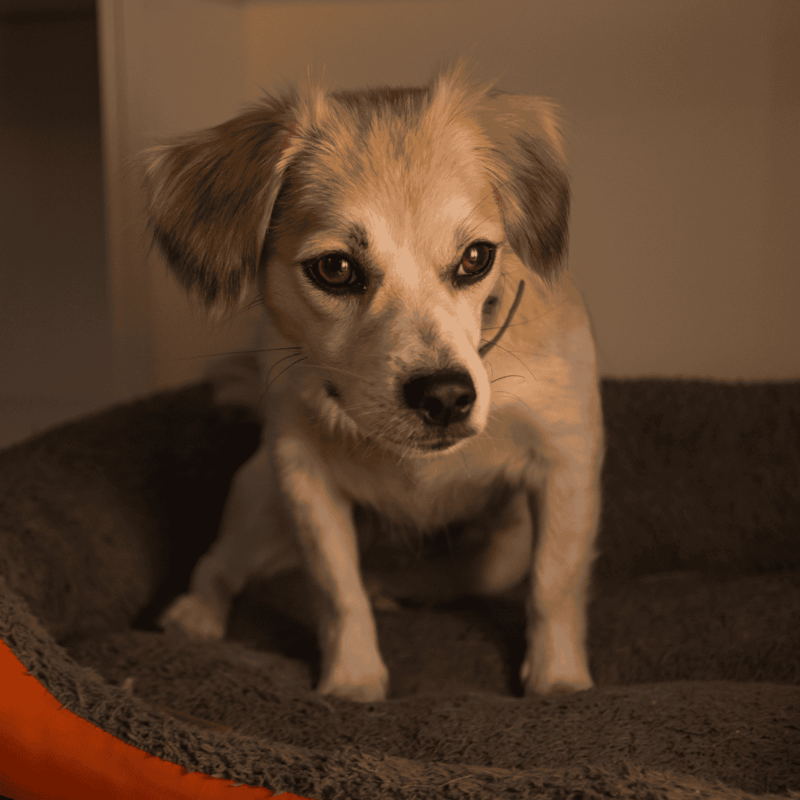 Cute small dog lounging on a plush dog bed, showcasing pet comfort and care. Ideal for pet health and lifestyle websites.