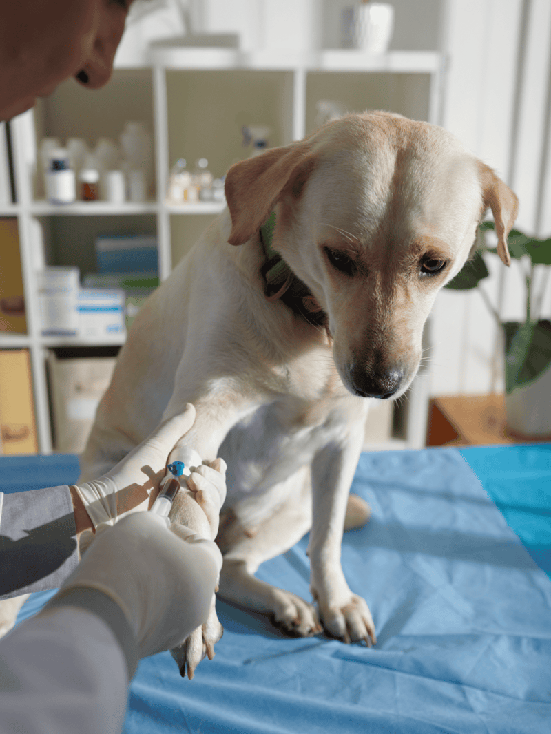 Vet giving a shot to Labrador dog in veterinary clinic.