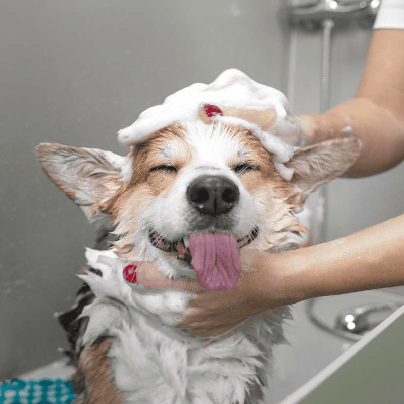 Happy dog enjoying bath time.