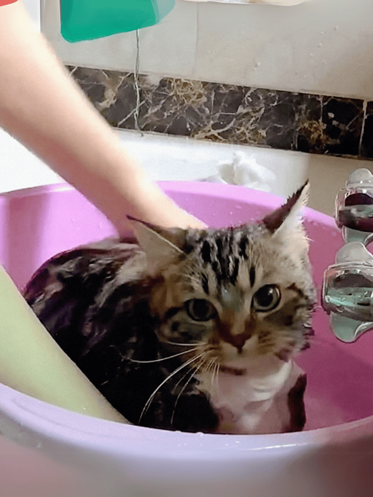 Cat being bathed in pink basin for grooming and hygiene.