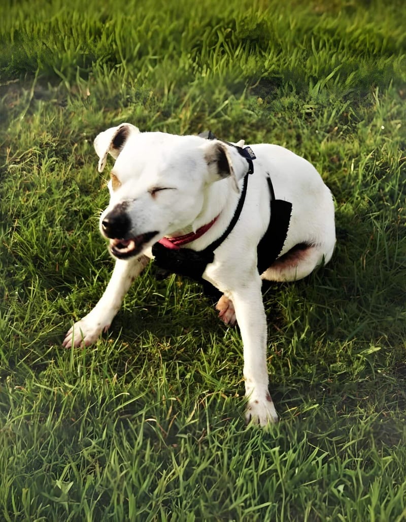 Playful dog resting on the lush green grass outdoors.