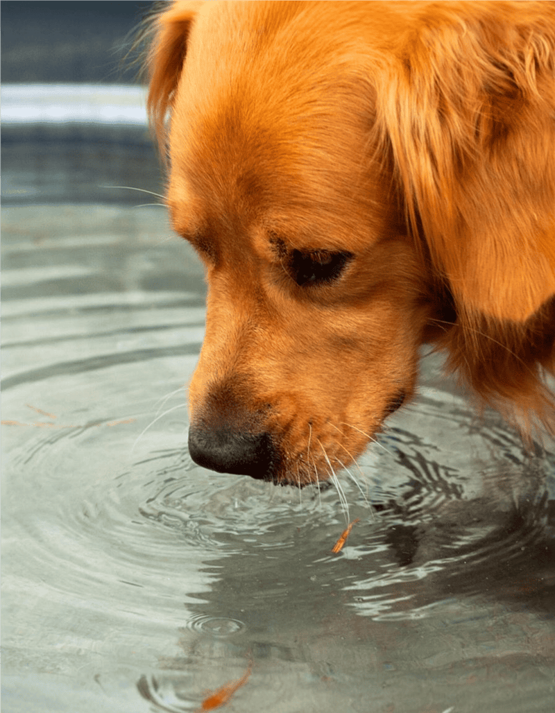 Dog drinking water from a pond, outdoor adventure, pet hydration, golden retriever, nature.