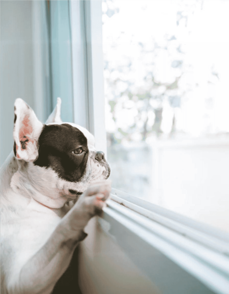 Cute dog staring through a window, happy pet enjoying the outside view.