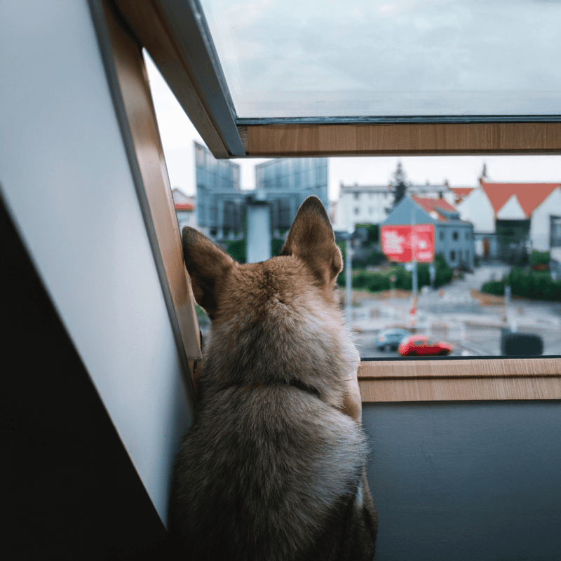 Peaceful dog looking out urban window, observing cityscape below.