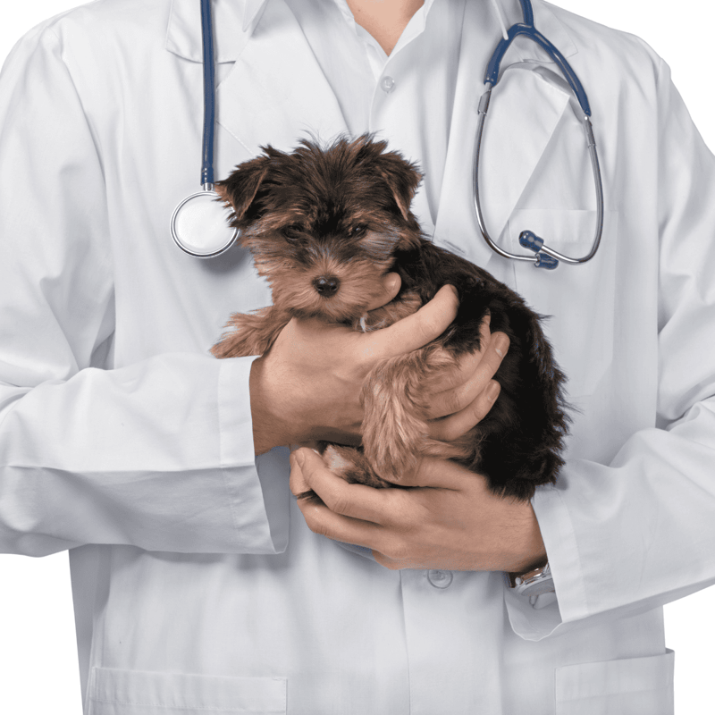 Adorable puppy with veterinarian in a clinic, veterinary checkup, pet health, dog healthcare, animal medical care, vet services.