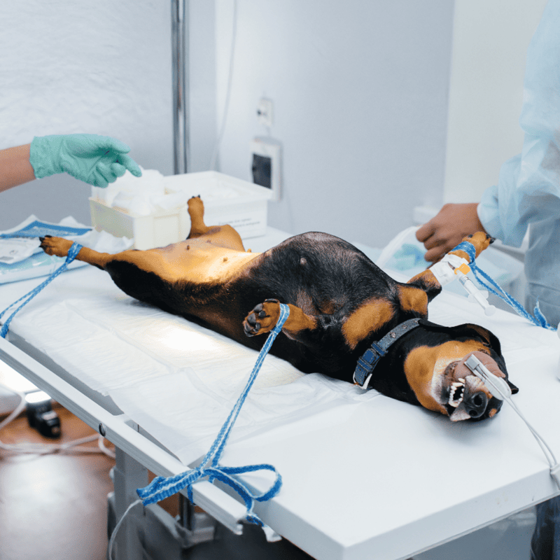 Puppy undergoing surgery in veterinary clinic, veterinary team maintaining anesthesia during procedure.
