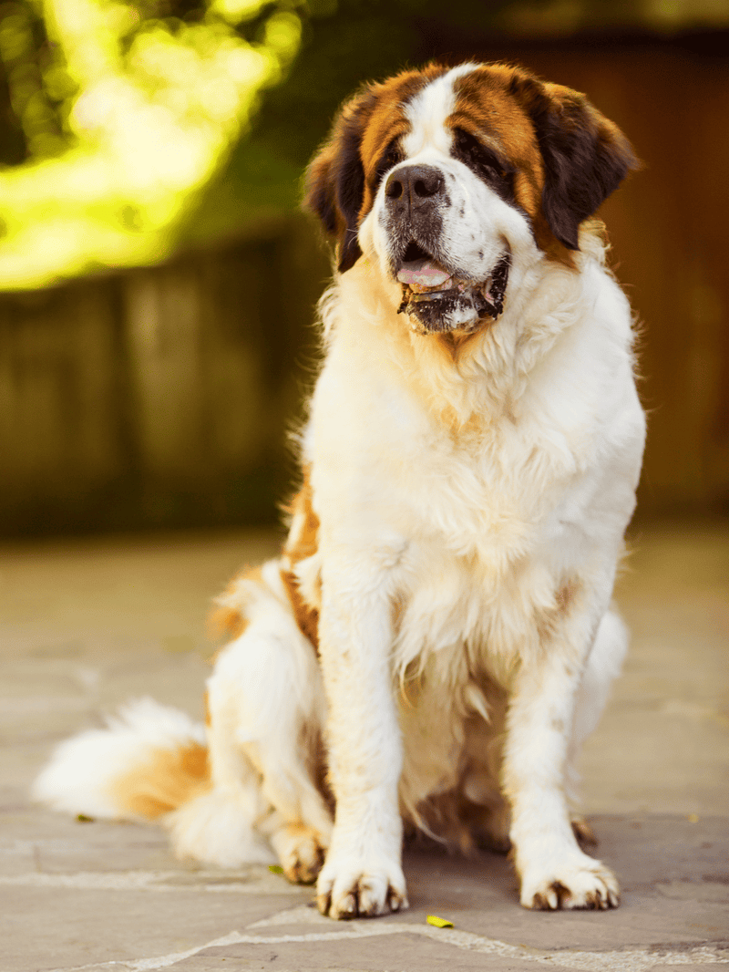 Saint Bernard dog, large breed, sitting and relaxing outside in natural sunlight.