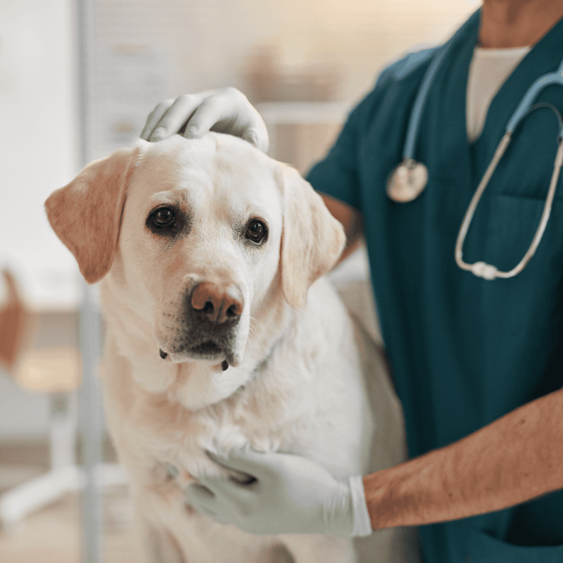 Vet examining a Labrador Retriever for health check, veterinary care at a pet clinic.