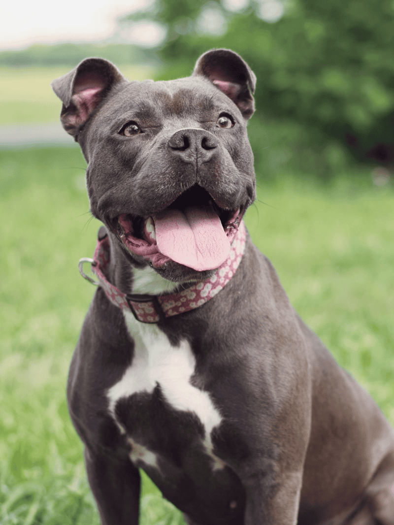 Adorable gray and white English Bulldog with a happy expression outdoors.