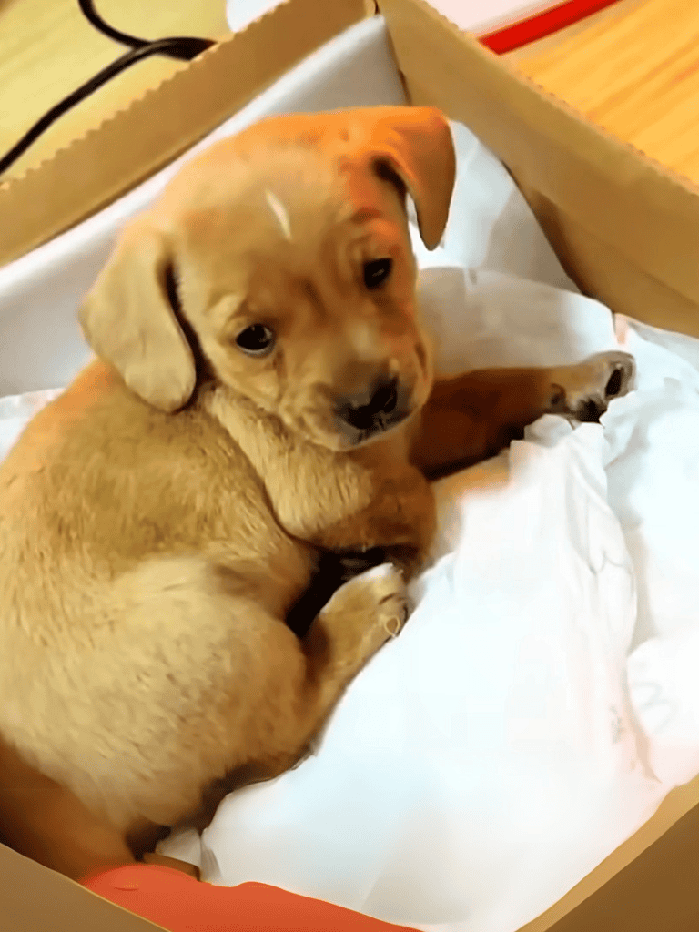 Cute golden puppy lying in a cardboard box, looking at the camera with curious eyes.