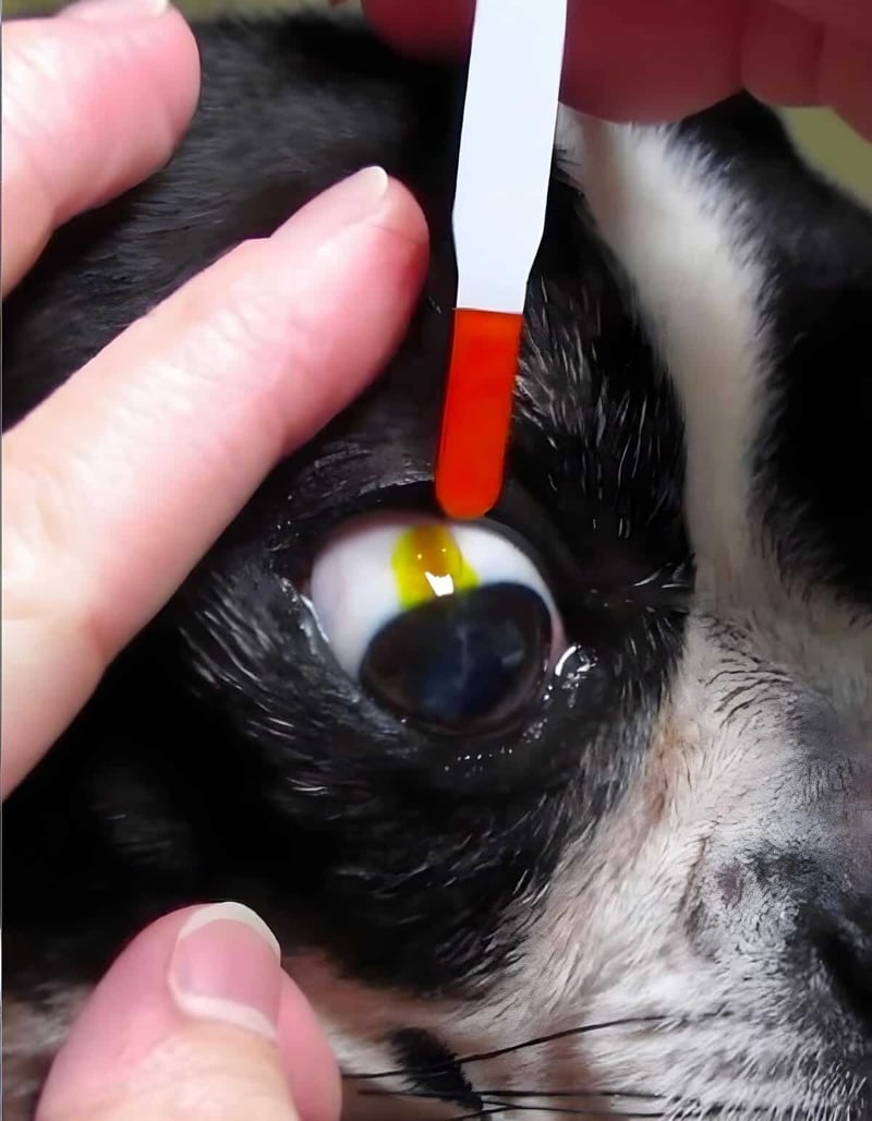 Alt text: Veterinarian checks dog's eye for health issues using specialized tool.