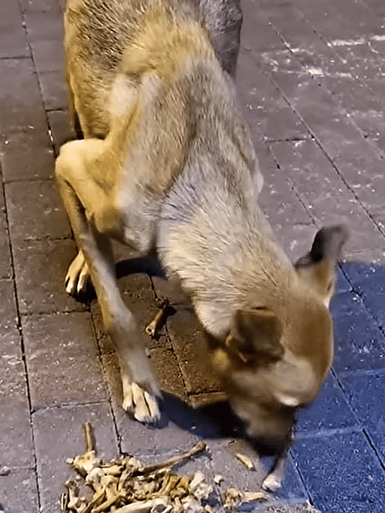 Dog eating bones on pavement, playful and adorable pet activity.