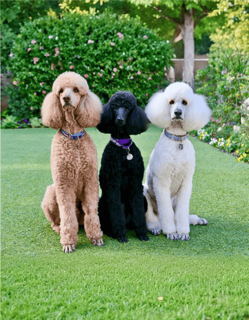 Adorable poodles in various colors sitting on a vibrant green lawn with a colorful garden behind them.