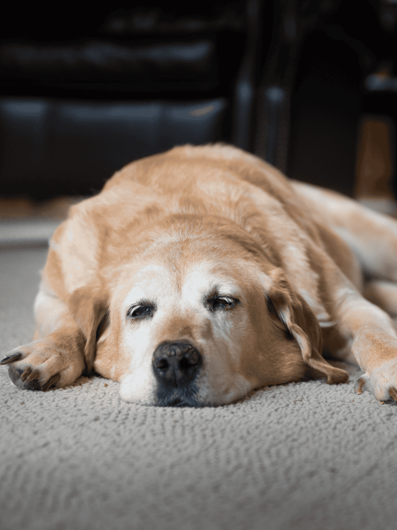 Comfortable elderly dog resting indoors on soft carpet floor.