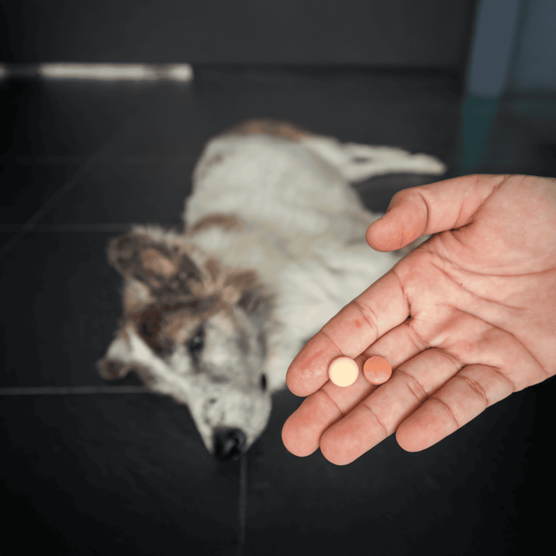 Dog medications and supplements for pet health and wellness on Dogfix.com.