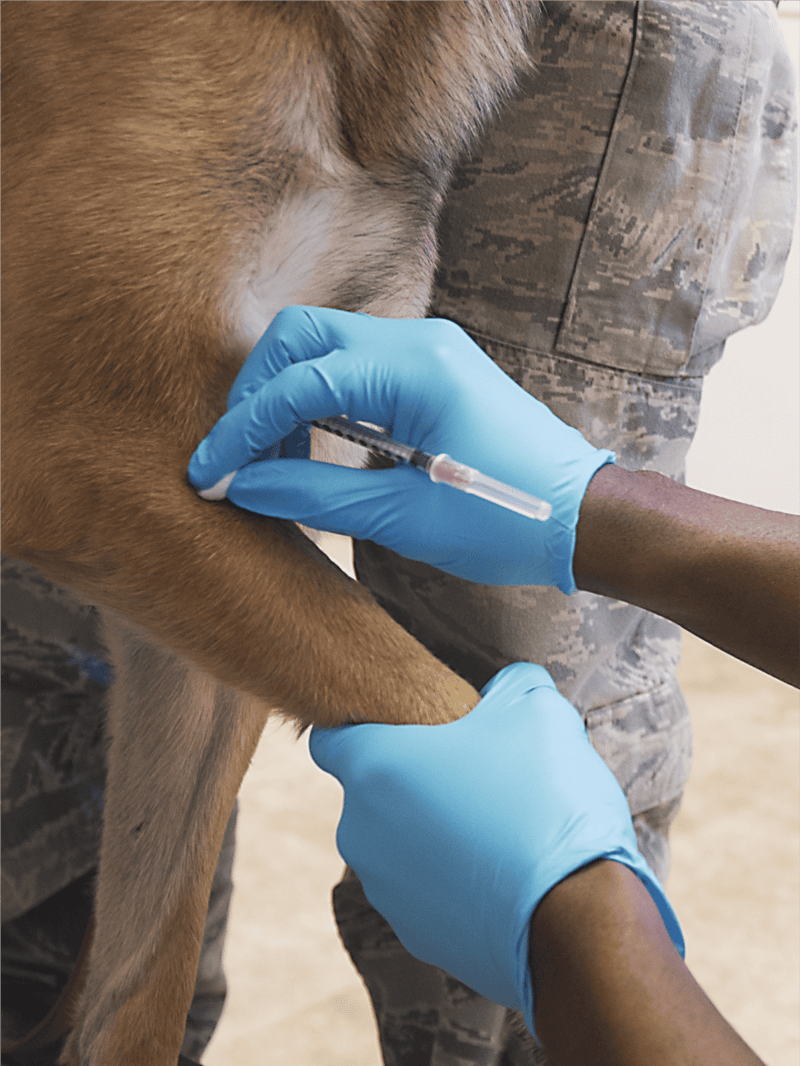 Dog vaccination appointment with vet in a clinic setting.