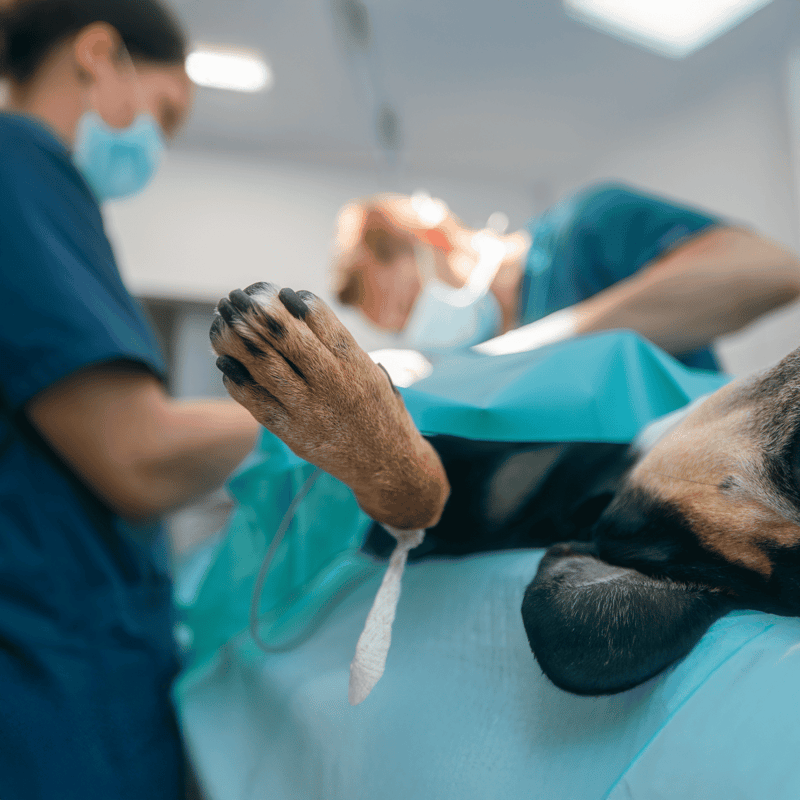 Veterinarian performing surgery on a dog in a clinical setting.