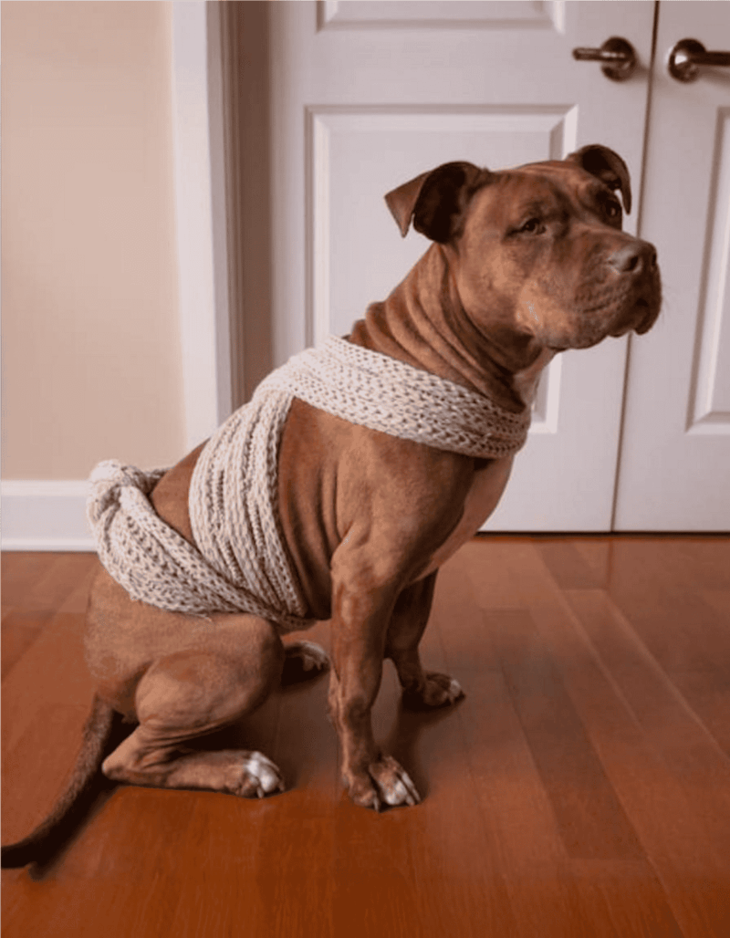 Adorable dog wearing a cozy knit sweater and matching bottom, sitting on wooden floor near closet door.