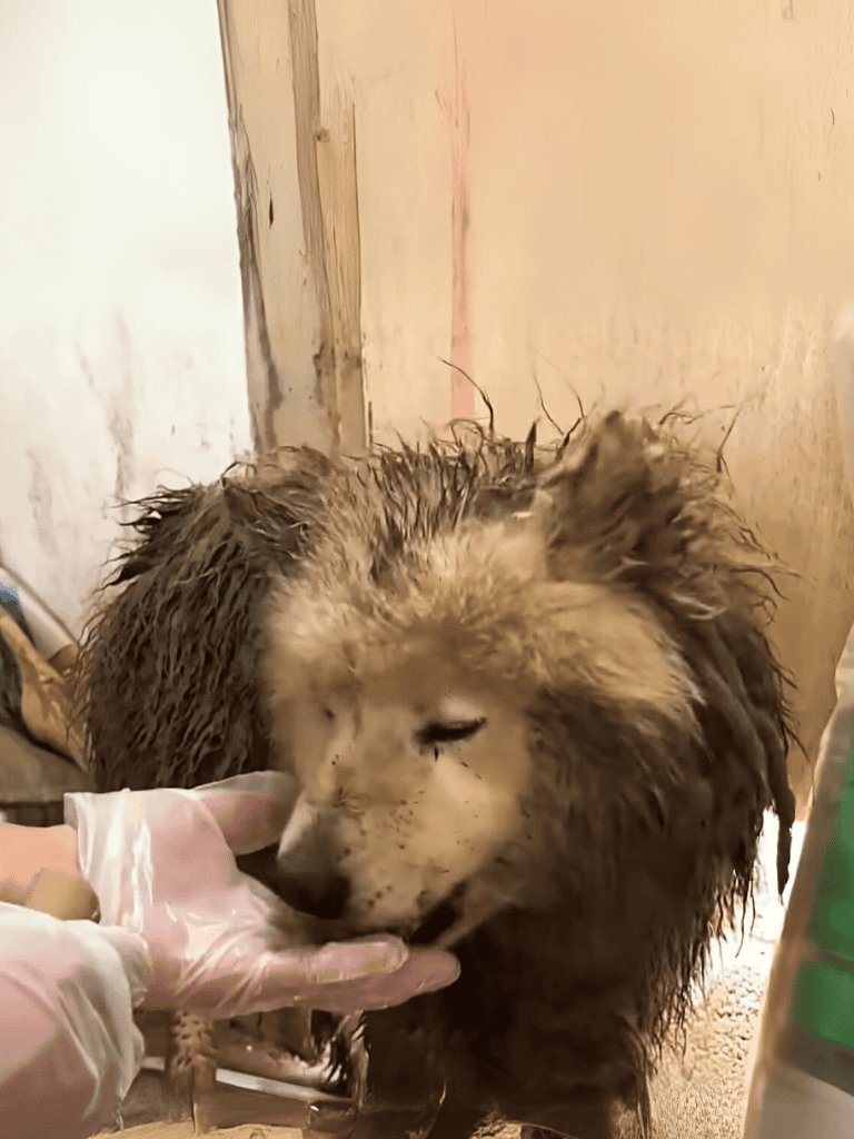 Lion getting a bath at an animal rescue center.