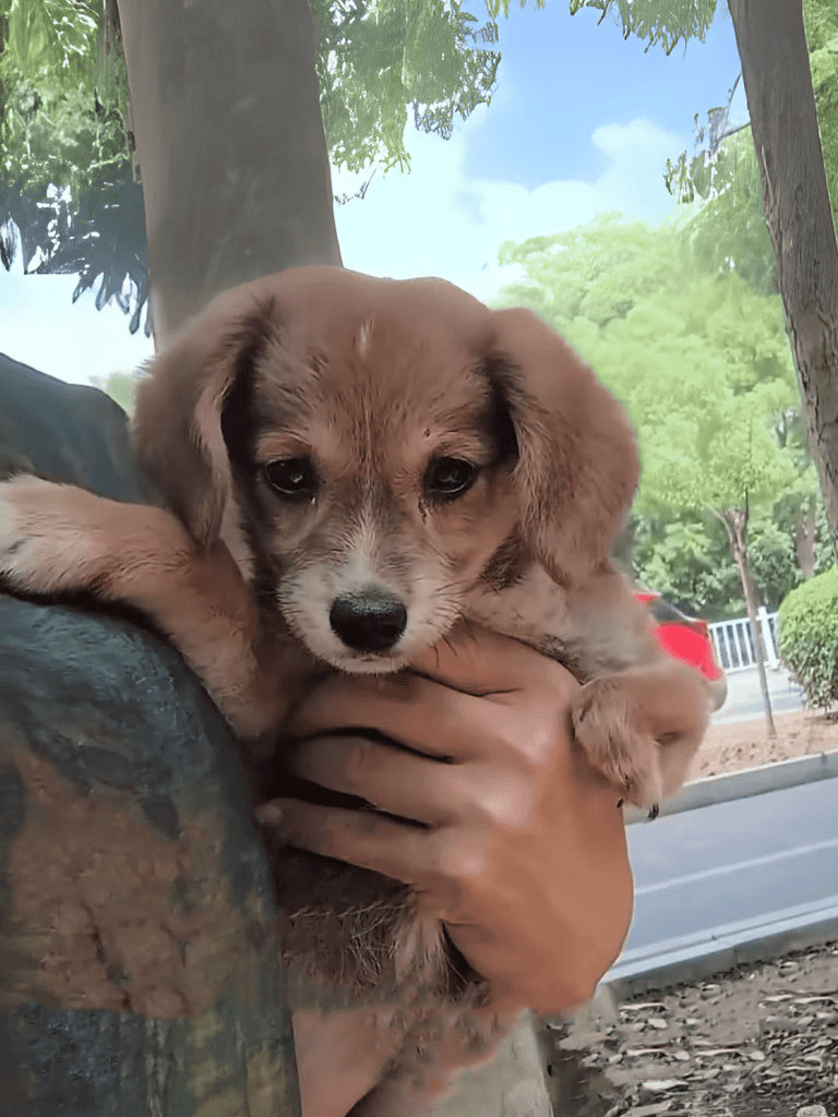 Cute puppy lying on hand, outdoor park setting, playful, fluffy, and lovable dog.