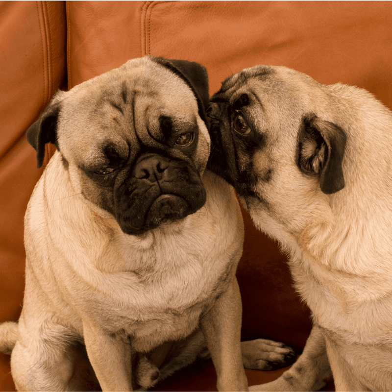Adorable pug dogs nuzzle each other, showcasing friendship and comfort. Perfect for dog lovers and pet care content.