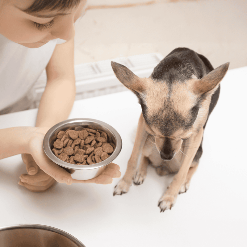 Close-up of a young dog eating high-quality dry dog food from a bowl, with a caretaker nearby.