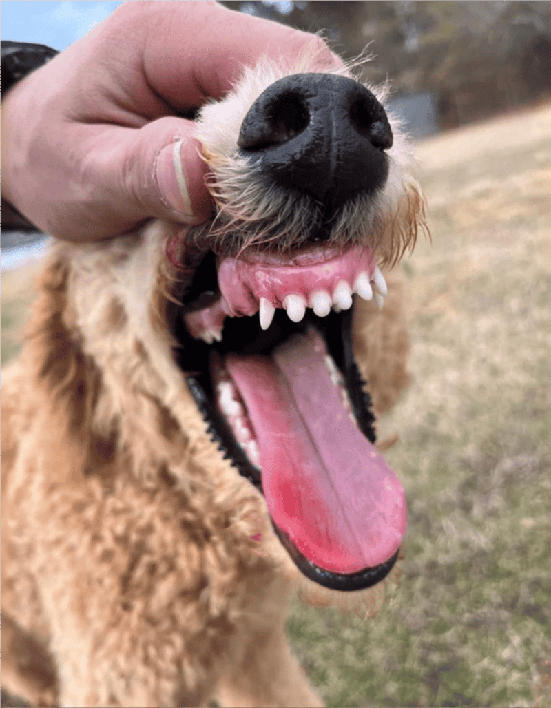 Dog with wide-open mouth, teeth, tongue visible, happy expression, outdoor setting.
