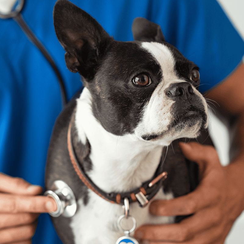 Healthy dog at vet visit.