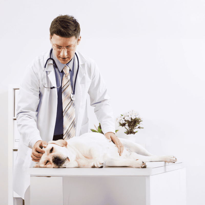 Vet examining a relaxed dog on an examination table, ensuring proper health and safety.