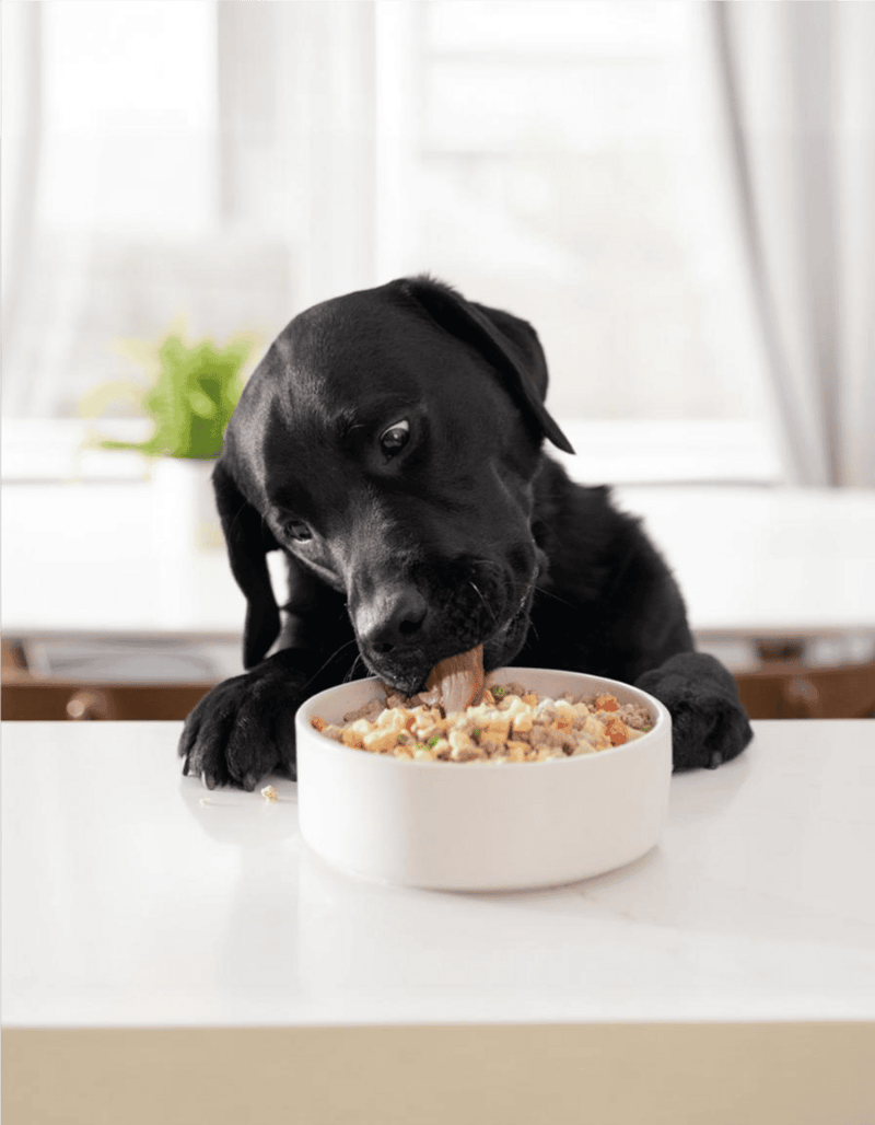 Dog enjoying nutritious, balanced meal for optimal health and well-being.