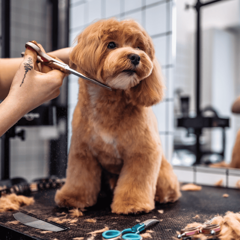 Dog grooming grooming scissors pet grooming service.