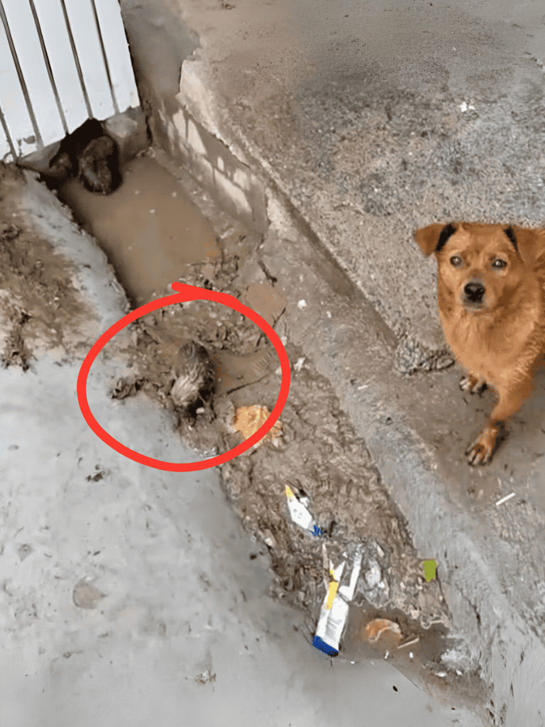 Feral dog and pet dog near muddy ground with trash, in an urban environment.