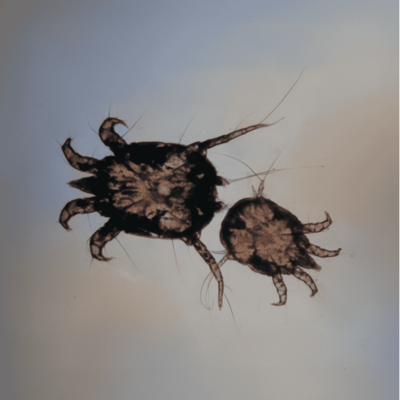 Microscopic image of a mite, a common skin parasite that can infect dogs and cause discomfort and skin issues.