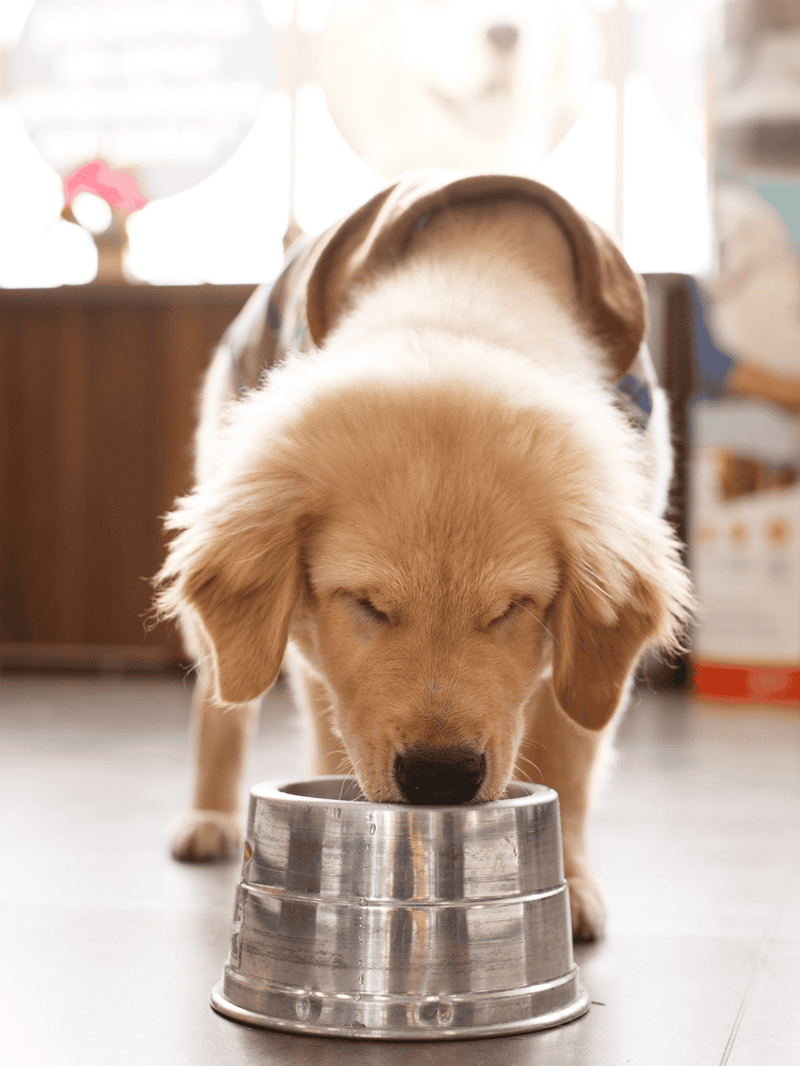 Adorable golden retriever puppy enjoying meal from a shiny metal dish.