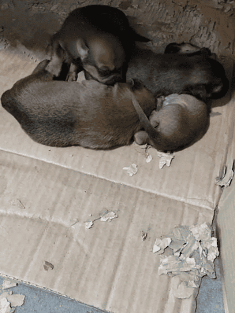 Adorable puppies cuddling together on cardboard, in a cozy, safe environment.
