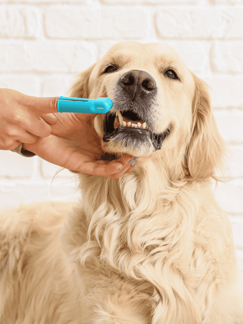Golden retriever receiving dental cleaning with toothbrush.